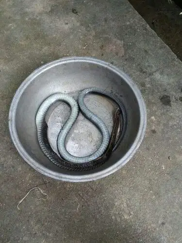 我想请问一下这是什么蛇?