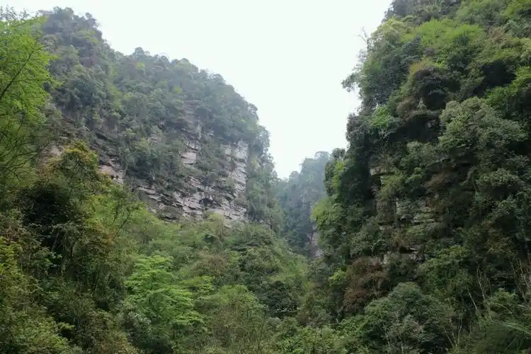【美丽四川】系列图片之一百十九:雅安碧峰峡风景区大峡谷(左侧峡谷