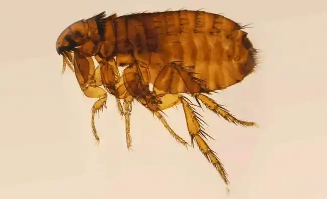 和人类共同演化几百万年的虱子是如何解开人类穿衣之谜的