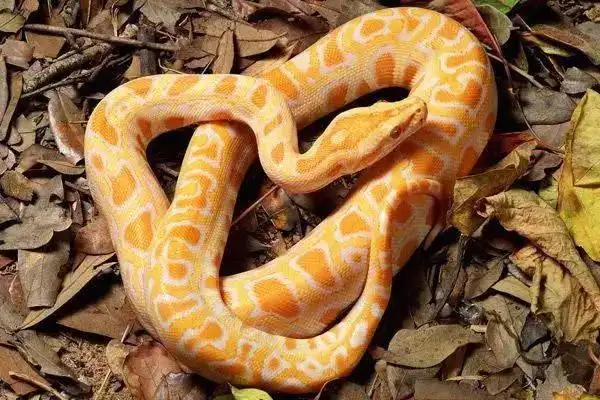 盘点地球上10种最漂亮的蛇,第一名通体绿色,好似翡翠!