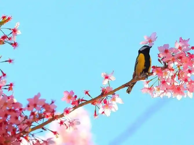 朝气蓬勃花千朵,喜鹊枝头报春晓