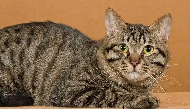 狸花猫 狸花猫原产地是中国,是在千百年中经过许多品种的自然淘汰而