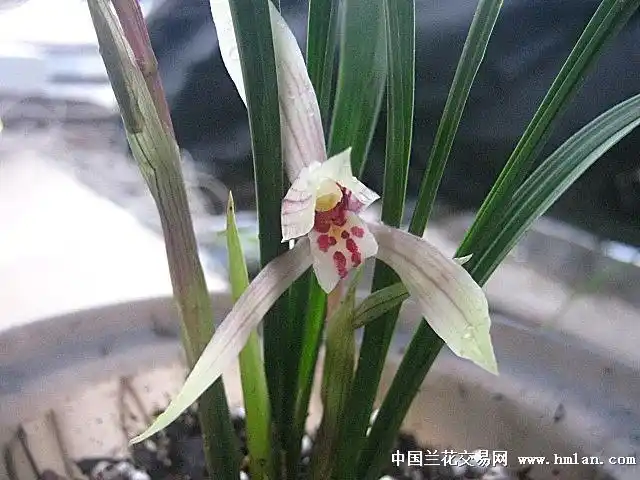 春剑名品半天雪壮草带花2苗