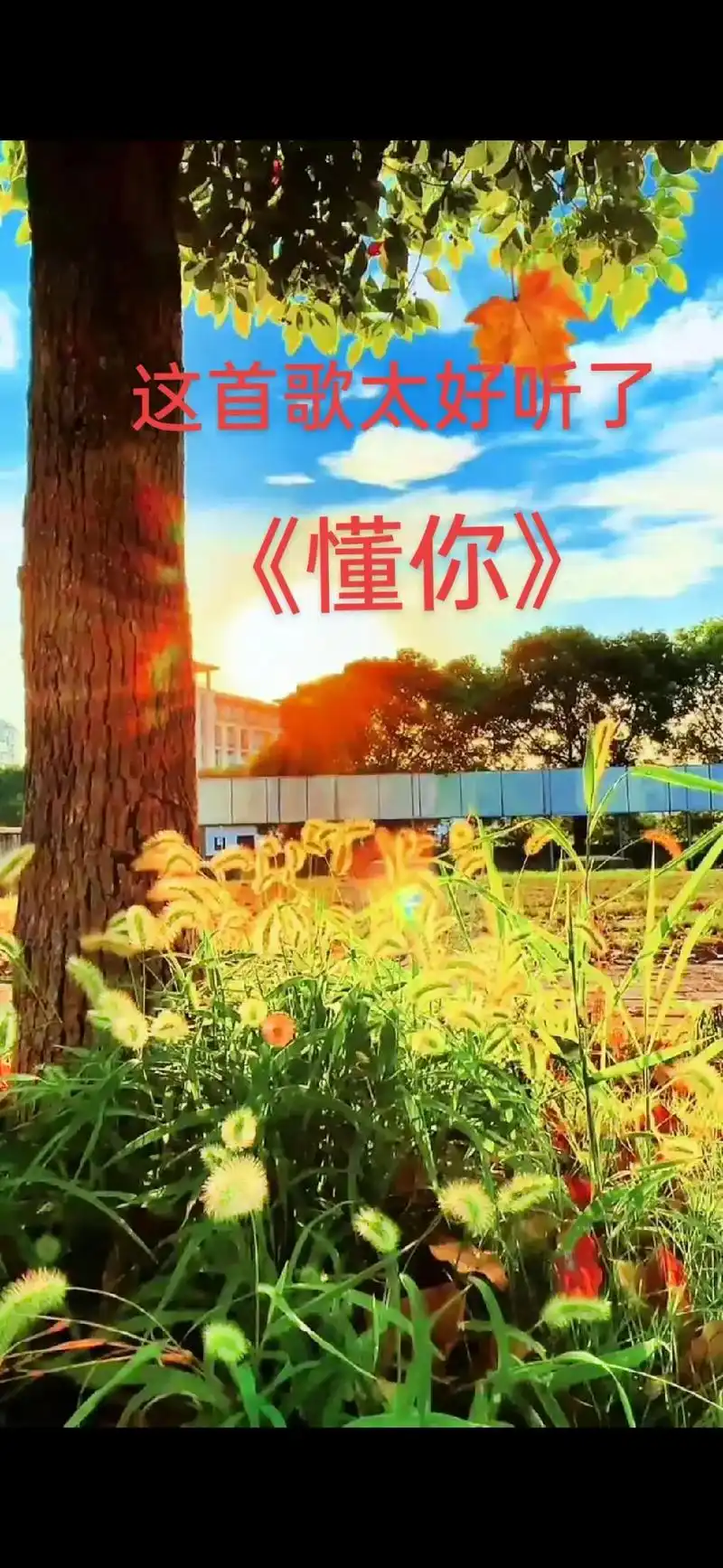 特别喜欢这首经典歌曲,三张照片的视频,可以聆听完整版《懂你》 - 抖