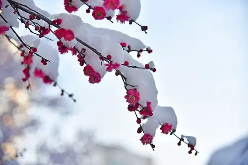 其它 傲雪寒梅 写美篇    人们都爱梅花,爱她的清高,更爱她的坚强.