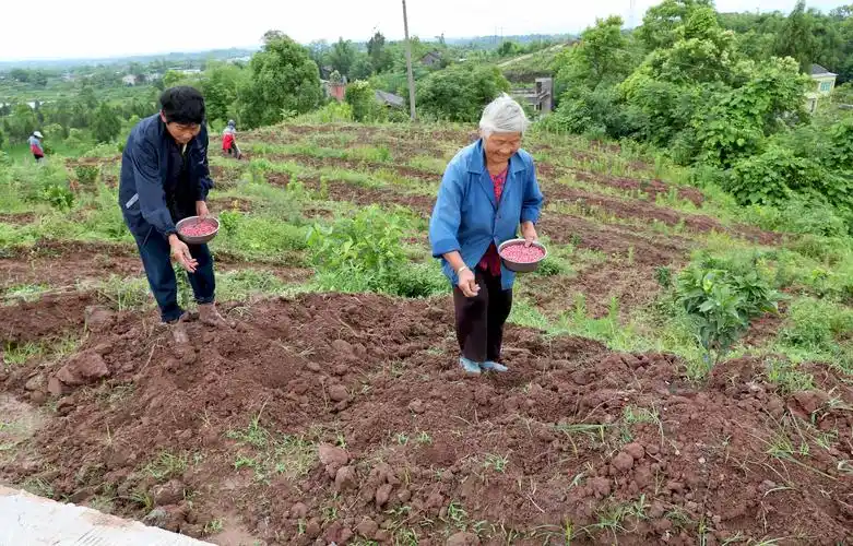 广安区粮食安全扛责任不误农时种大豆