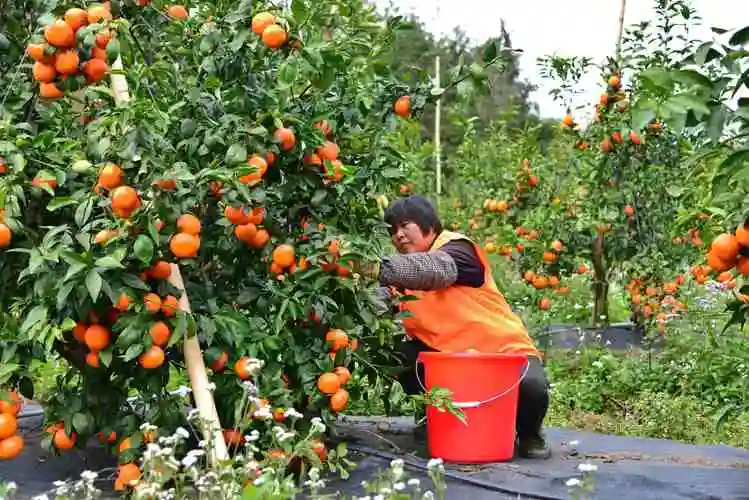 金灿灿沃柑挂满枝头,河源东源200余亩沃柑迎丰收_种植_满树雄_双江镇
