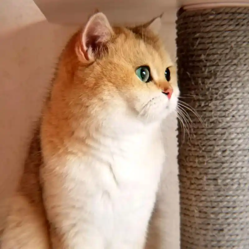 大脸猫!除了圆还是圆 嗯 这是一只长了公猫脸的母猫 自主 - 抖音