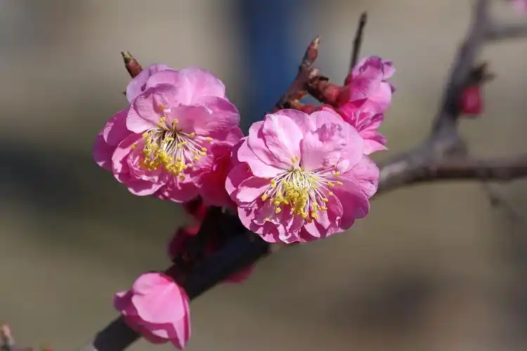 粉色梅花图片花卉鲜花花朵梅花