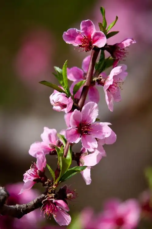 腾龙长焦端拍桃花