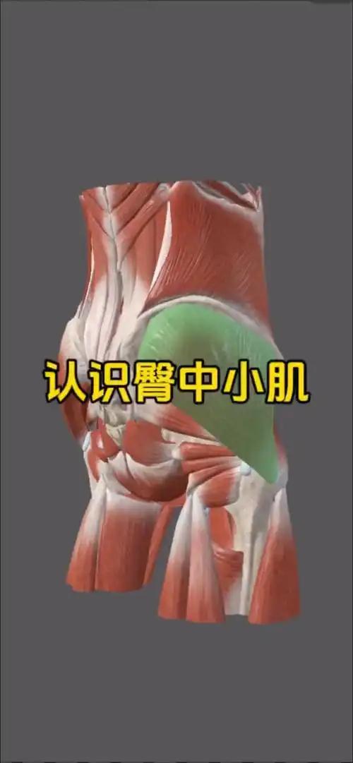 认识臀部深层肌肉-臀中小肌!