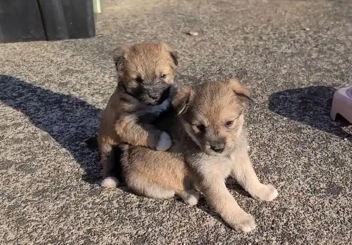 两只可爱的小奶狗