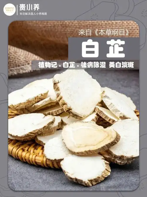 哈喽哈喽,宝子们今天给宝子们介绍一味名字超级好听的中药,白芷.