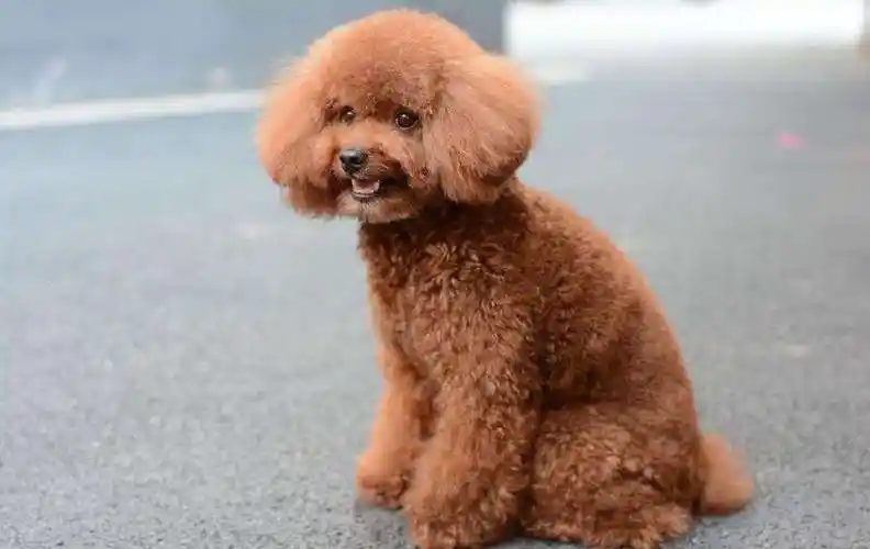 如何鉴别一只67泰迪狗是否纯种? - 懒人技巧