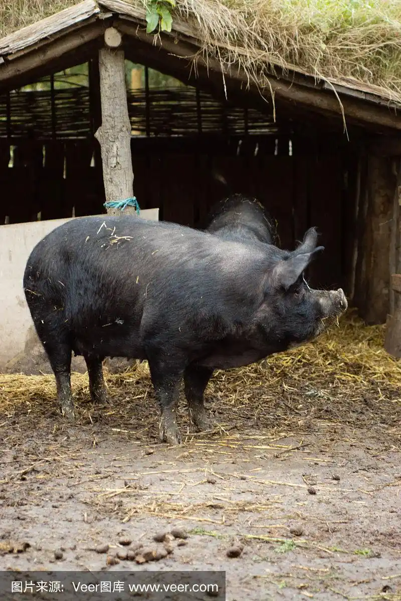 猪圈里的黑猪