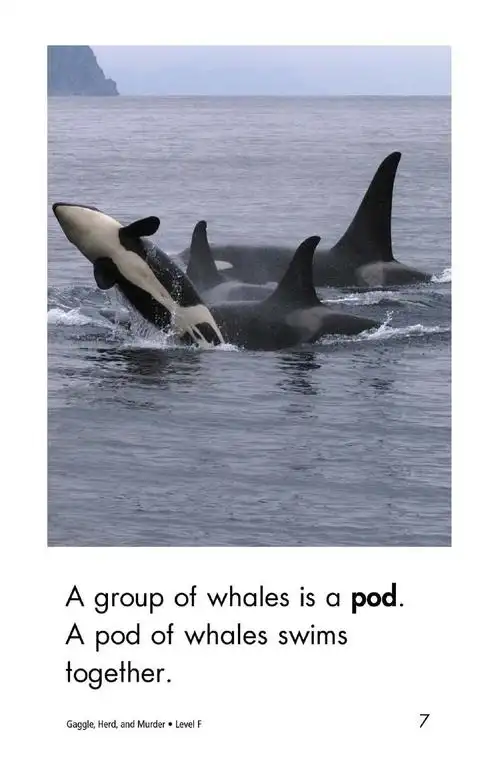 raz-f-12《gaggle, herd, and murder》