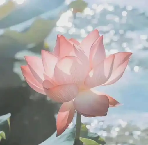 一些心平气和的荷花