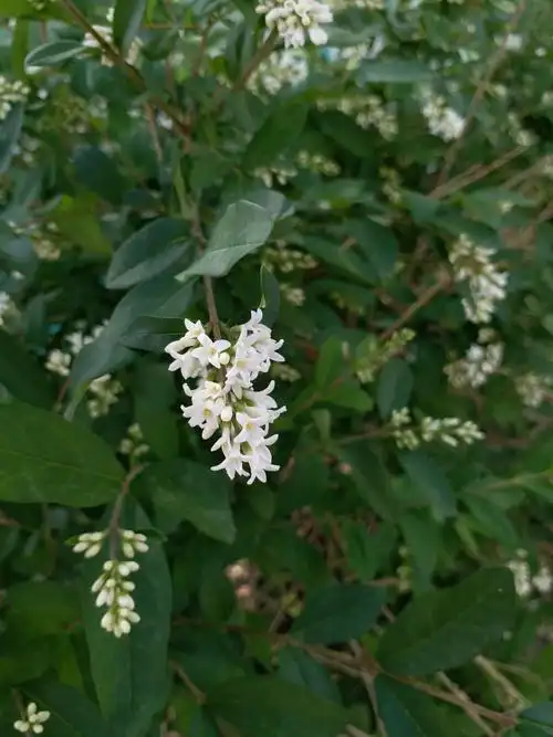 【原创摄影】辽东水蜡树,好奇怪的名字
