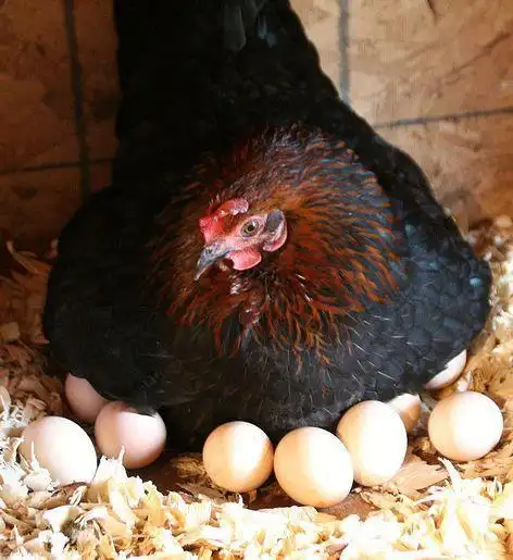 母鸡孵蛋的时候不会感到无聊吗