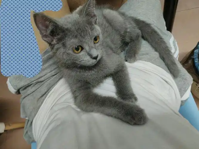 混血英短蓝猫一只,三个月大,低价转让