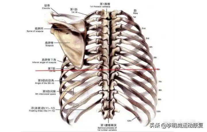 松解后背已经很僵硬紧张的筋膜;另一方面还要把薄弱的背部肌肉加强