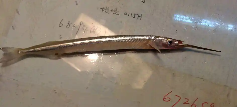 针嘴鱼什么样求图片搜索