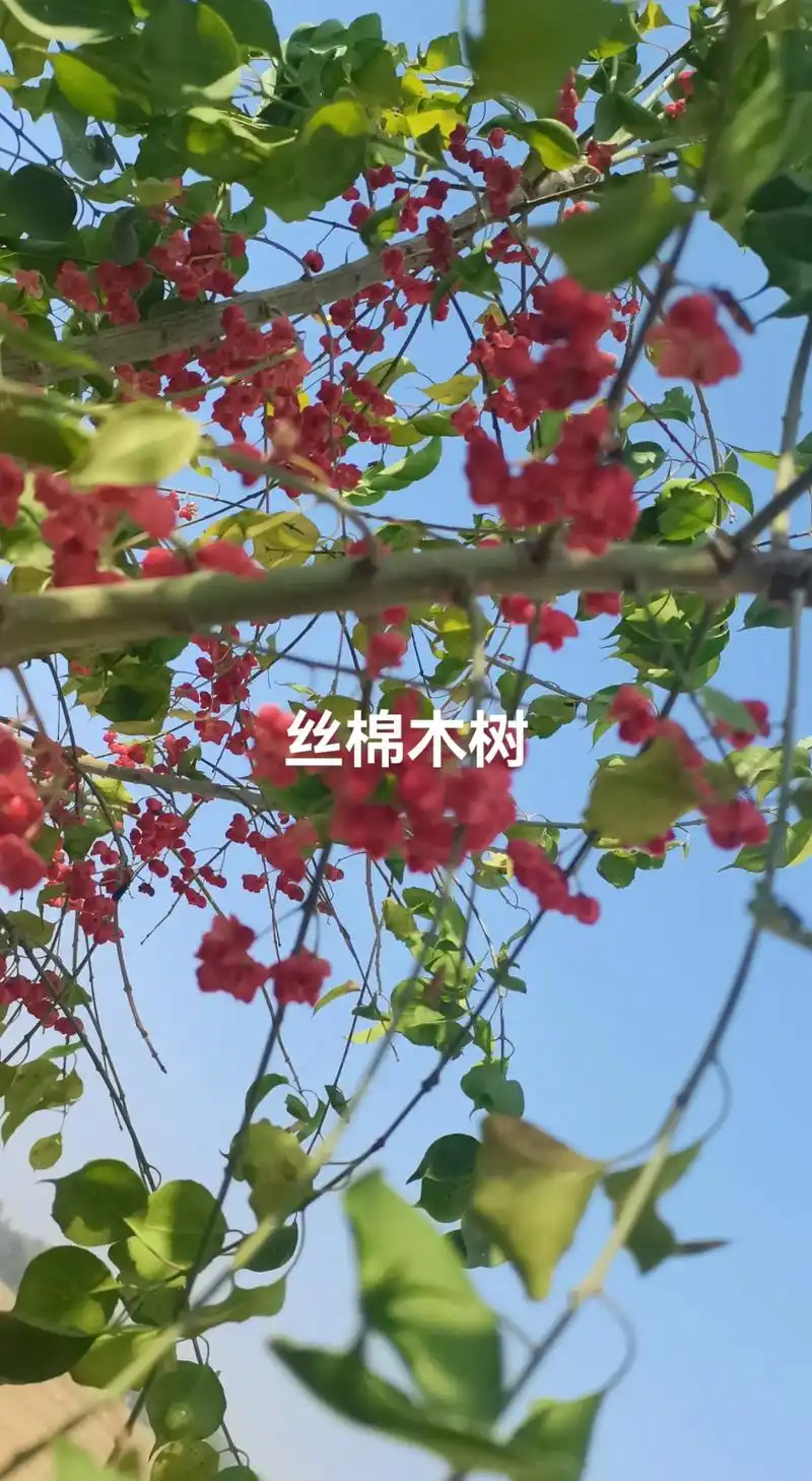 丝棉木树,#硕果累累的季节 #随手一拍都是美景 #生活处处是 - 抖音