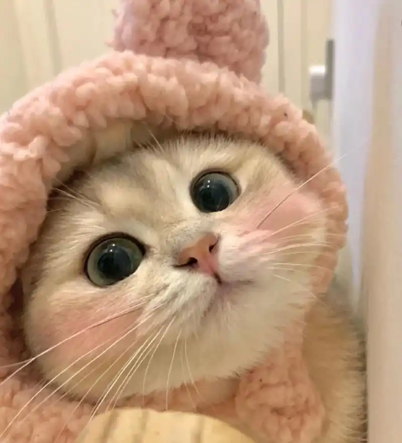 一只会歪头卖萌的小猫咪你会心动嘛