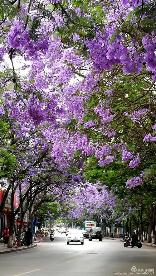 蓝楹花的诱惑——手机随拍