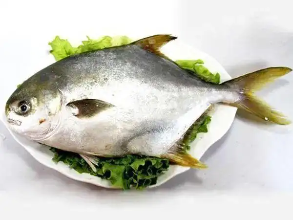 东星斑豹纹九棘鲈俗名:三文鱼,鲑鱼,麻糕鱼银大麻哈鱼俗名:麻鱼,灰