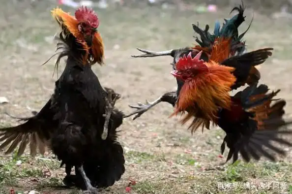 小时候的我竟然为了母鸡和公鸡打起来了?