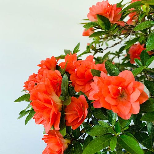 皋月杜鹃菊姬日本稀有品种室外重瓣原生小苗盆栽四季花卉客厅趣味