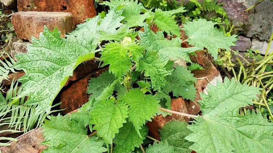 农村有一种植物,俗称为"火麻",它是一种非常特别的植物,值得科普一下.