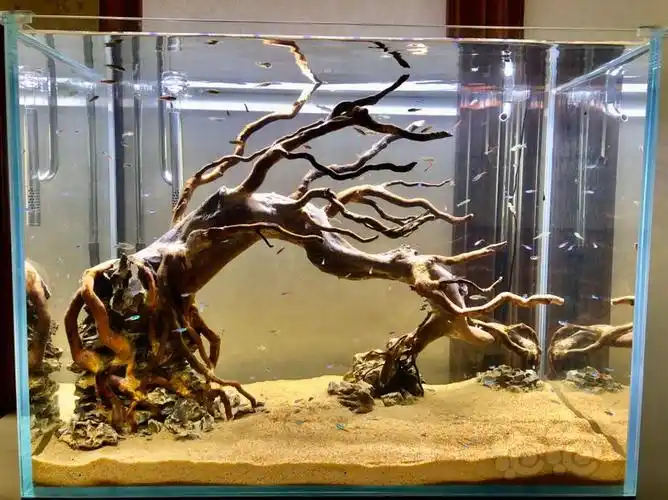 整体沉木造景不种水草也好看