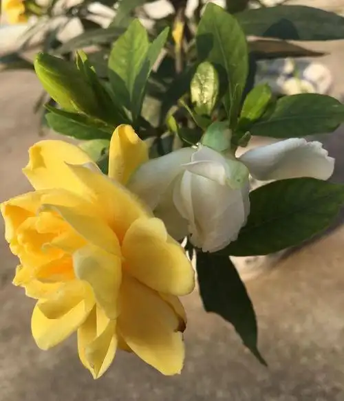 栀子花开成了黄色美到你不相信让你见识见识