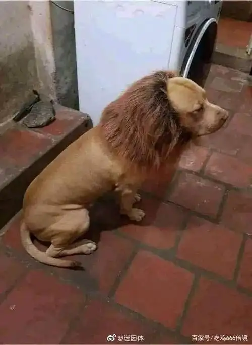 说出来你可能不信,劳资结婚了还是个chu