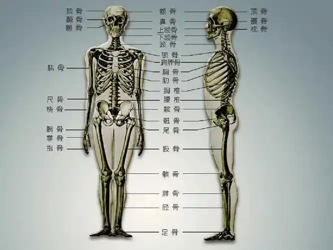 要 想查清病因和有效治疗等等,首先应了 解,熟悉正常人体的结构,解剖