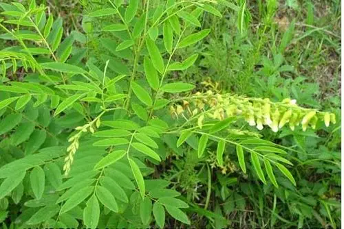 苦参的功效与作用 苦参的好处有哪些