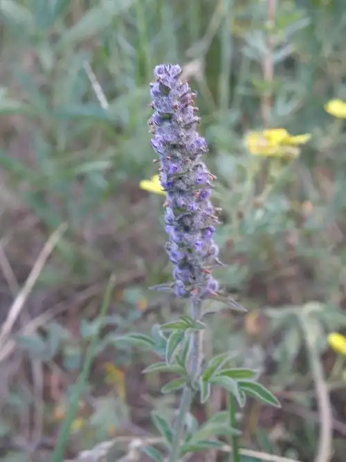 裂叶荆芥图片裂叶荆芥野菜图片