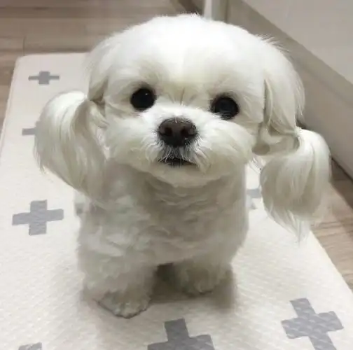 扎起辫子的狗狗好乖啊