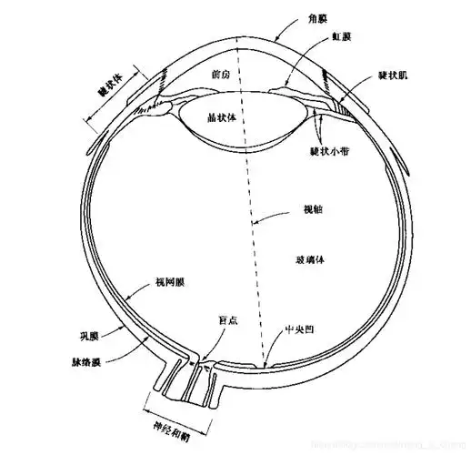 常见生物眼睛构造(伪原创)