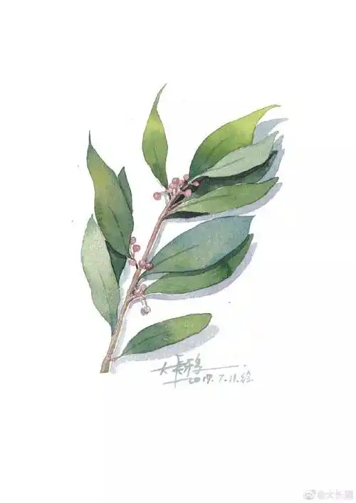 分享一组小清新水彩,适合临摹