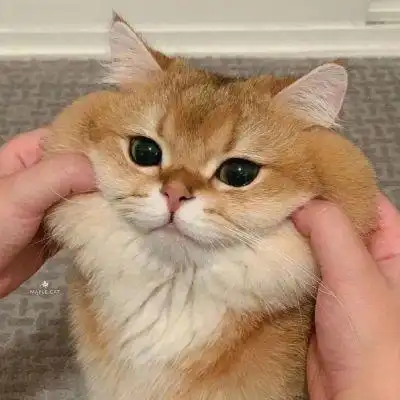 最近很火的猫咪头像2022图片大全