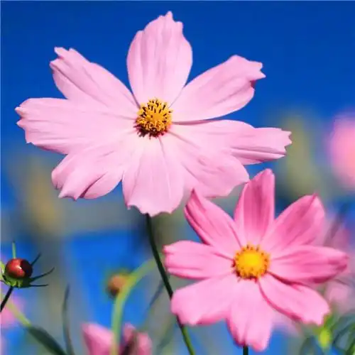 花开富贵头像 适合妈妈们用的高清好看花开富贵图片微信头像_微信头像