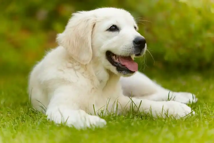 白色金毛犬图片大全欣赏,关于白色金毛你不知道的事-宠物主人