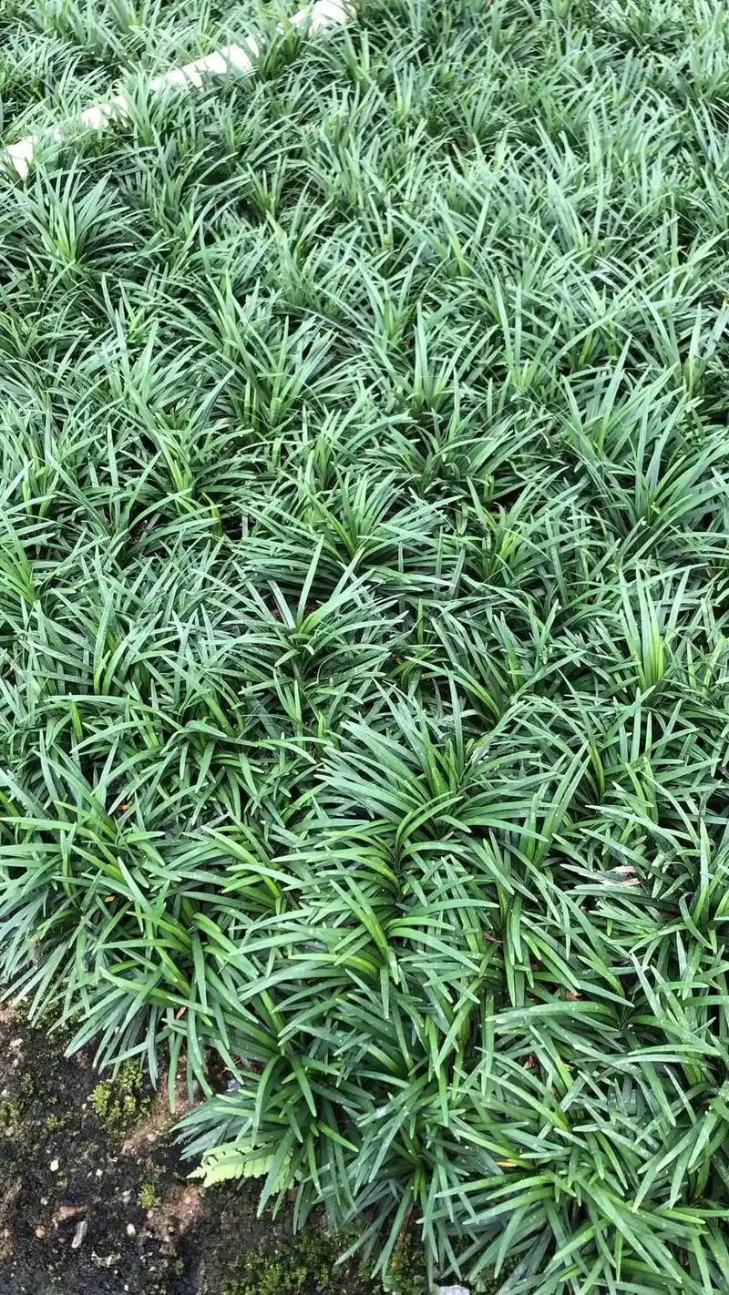 优质玉龙草(日本矮麦冬草)大量上市,#我的抖音生活日记 - 抖音