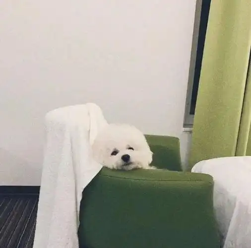 世界上最可爱的狗子们!躲在被窝萌坏了!