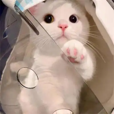 治愈感满满的又可爱又萌动物头像 呆萌无辜的小动物微信头像最新