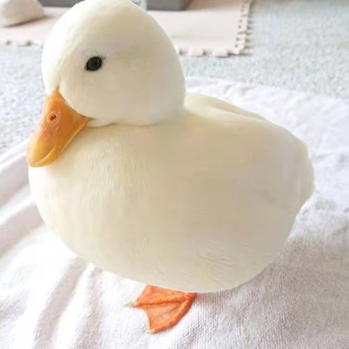 小黄鸭宠物鸭蛋受精种蛋孵化子网可达柯尔鸭白鸭羽小型好养鸟