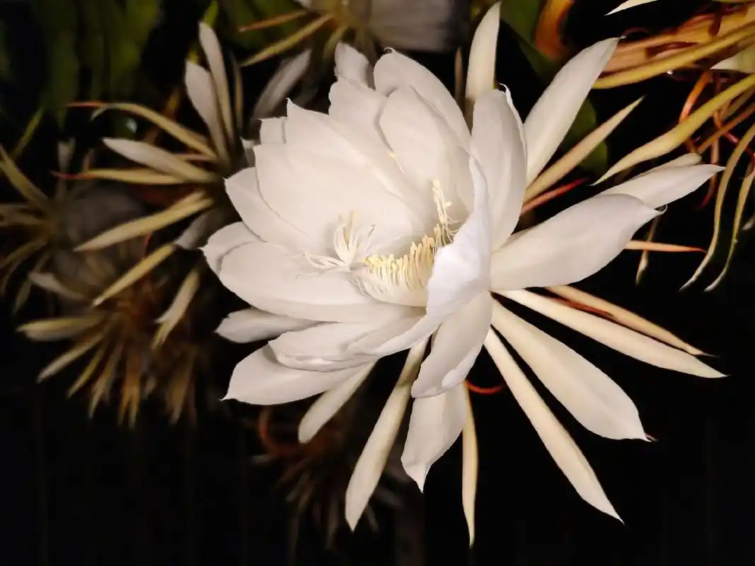 昙花一现,20多朵同时绽放,极美